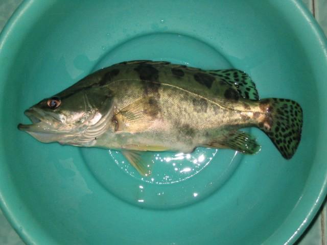 结肠癌吃硒维康有用吗(硒对结肠癌症有作用吗)-硒宝网