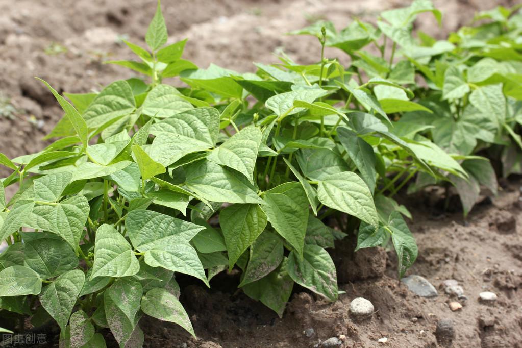 锌硒宝锌含量太低了吧(锌含量低宝硒含量高吗)-硒宝网