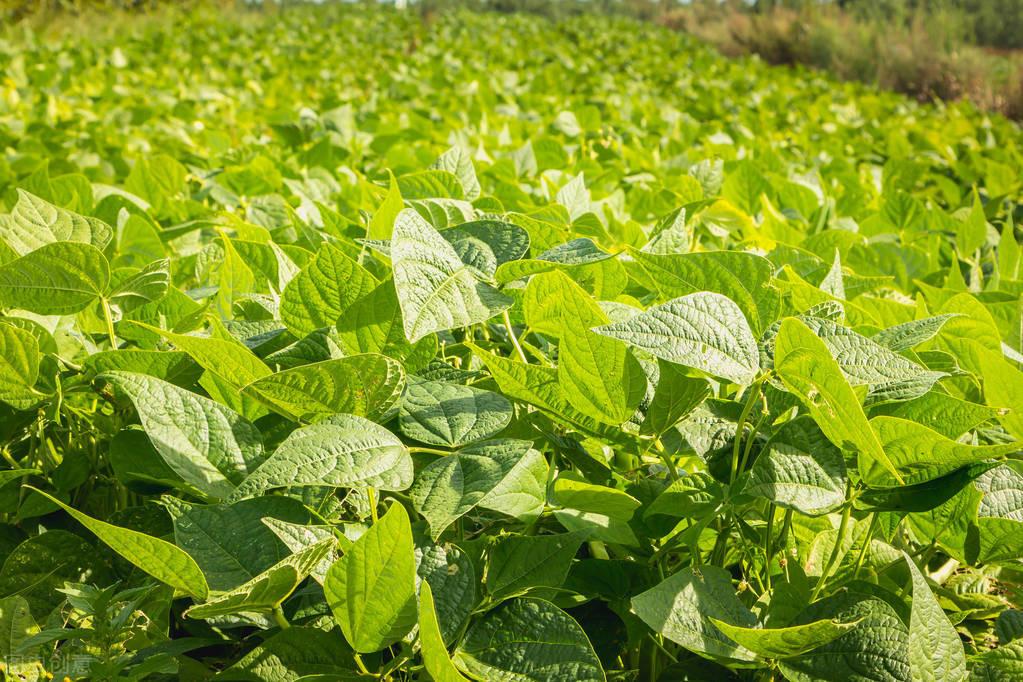 锌硒宝锌含量太低了吧(锌含量低宝硒含量高吗)-硒宝网