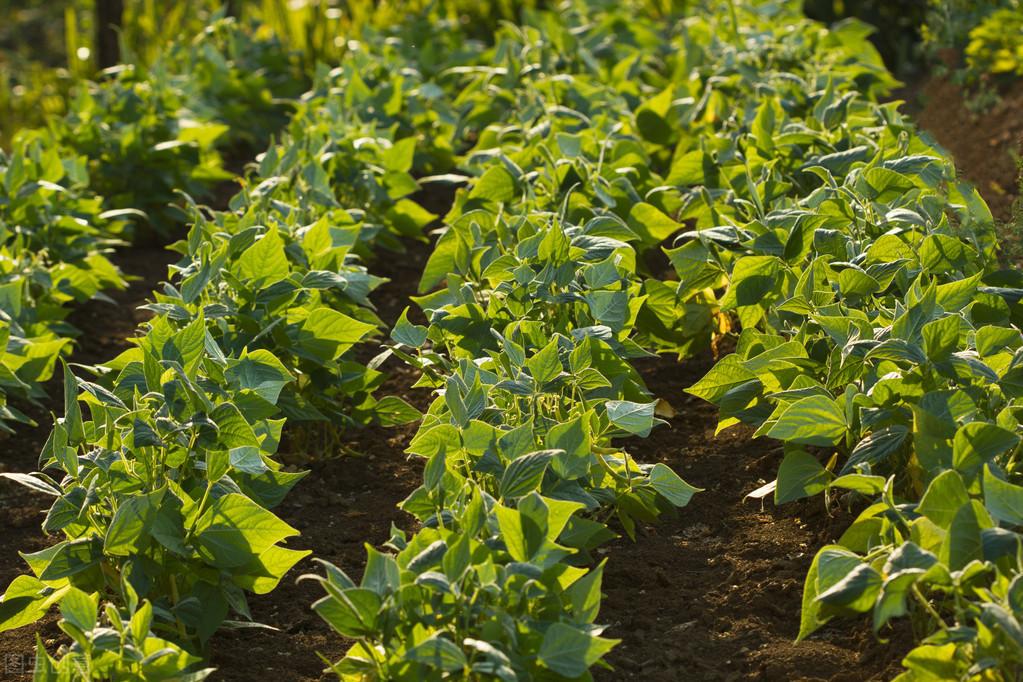 锌硒宝锌含量太低了吧(锌含量低宝硒含量高吗)-硒宝网