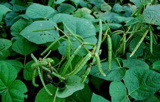 锌硒宝锌含量太低了吧(锌含量低宝硒含量高吗)-硒宝网