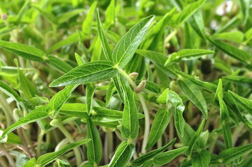 锌硒宝锌含量太低了吧(锌含量低宝硒含量高吗)-硒宝网