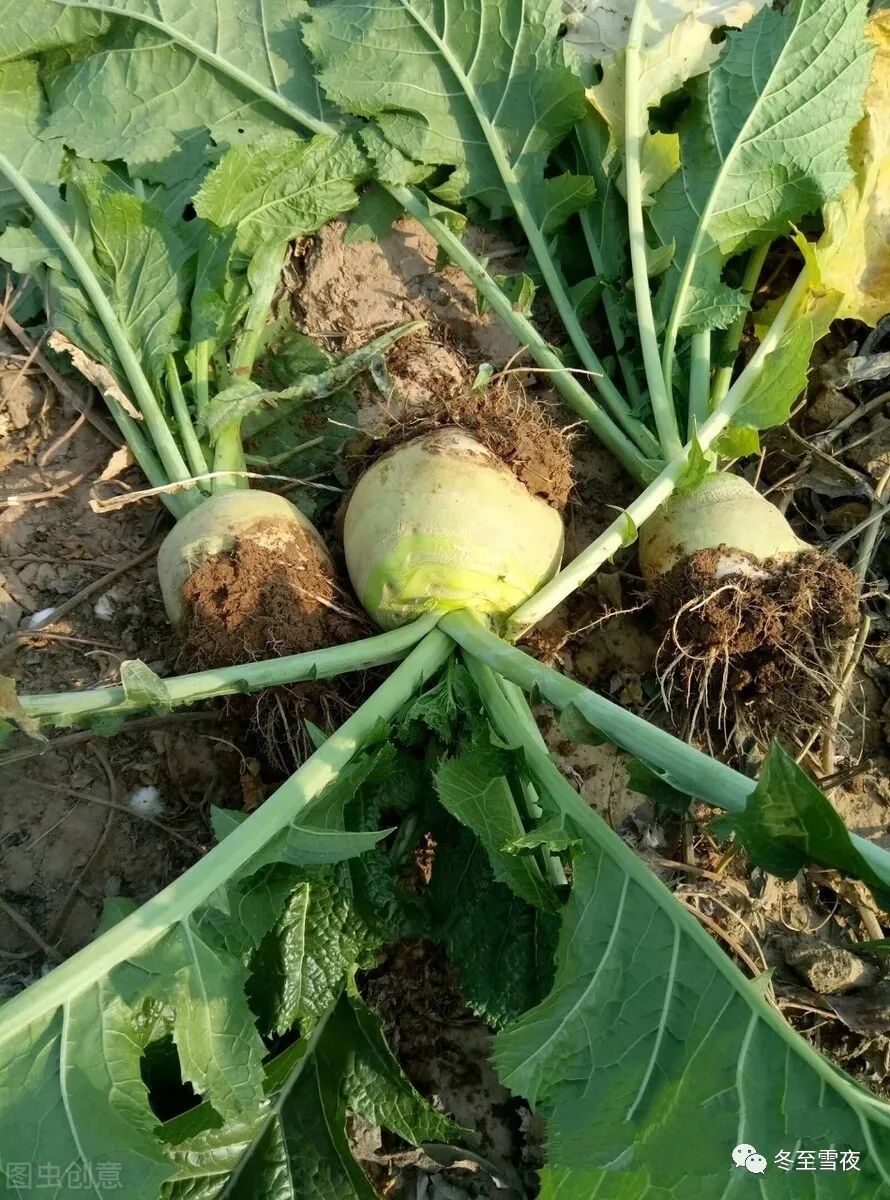 哪个季节适合补钙(季节补钙最好)-硒宝网