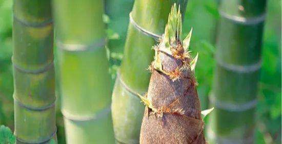 吃什么补铁（吃补铁药月经一直不干净）-硒宝网