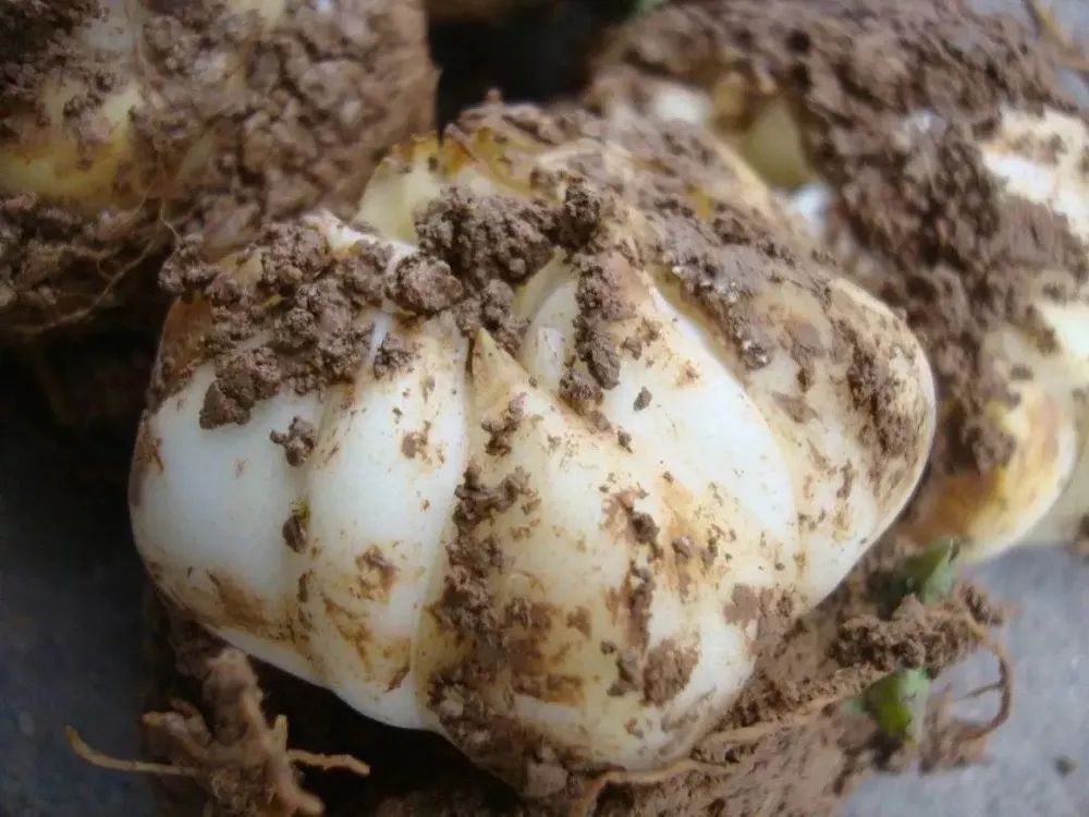 锌硒宝孩子吃了30片(锌硒宝儿童咀嚼片可以长期吃吗)-硒宝网