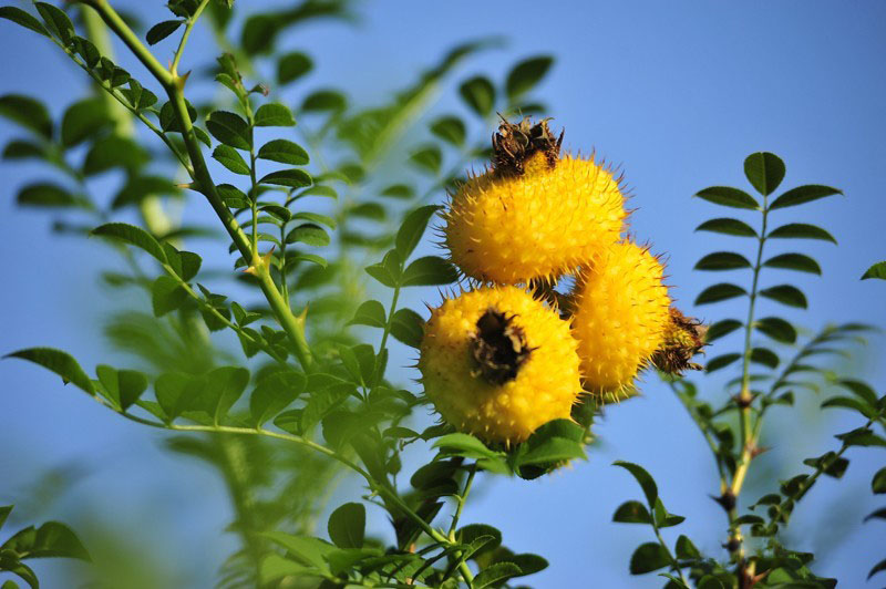 吃了锌硒宝喝酒有事吗（锌硒有解酒功能吗）-硒宝网