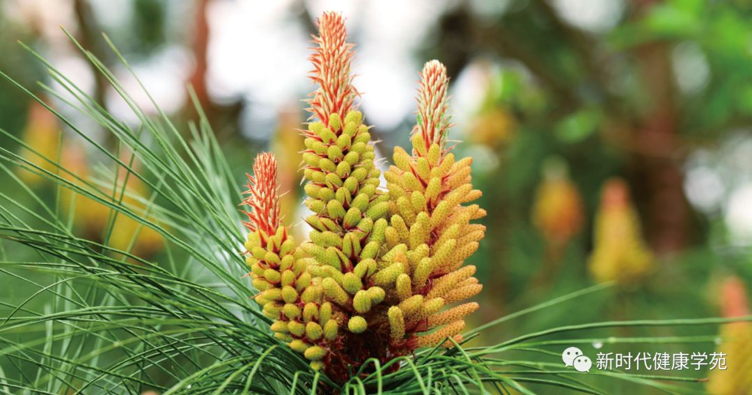 肝硬化可以吃硒锌宝吗（肝硬化可以吃锌片吗）-硒宝网