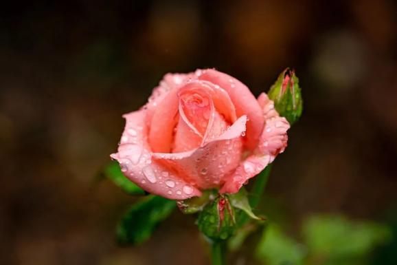 男孕前需要补充锌硒宝（备孕男士锌硒宝每天吃多少）-硒宝网