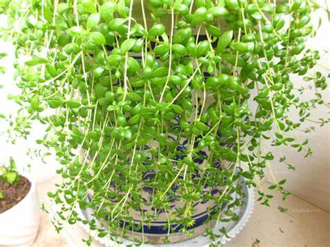 胃溃疡可以吃锌硒宝吗（补锌对胃溃疡有作用吗）-硒宝网