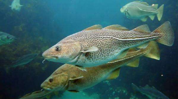 五岁宝宝吃锌硒宝好吗（宝宝吃锌硒宝多久是一个疗程）-硒宝网