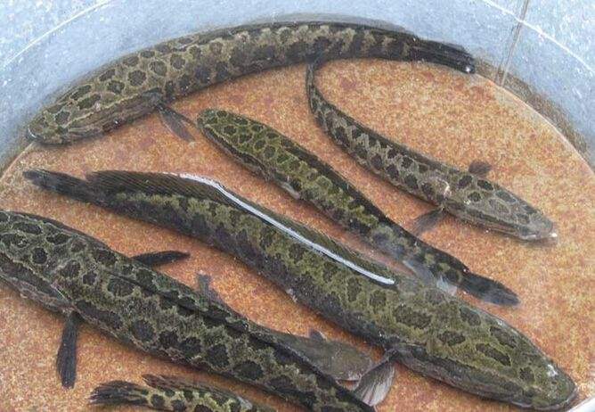 五岁宝宝吃锌硒宝好吗（宝宝吃锌硒宝多久是一个疗程）-硒宝网