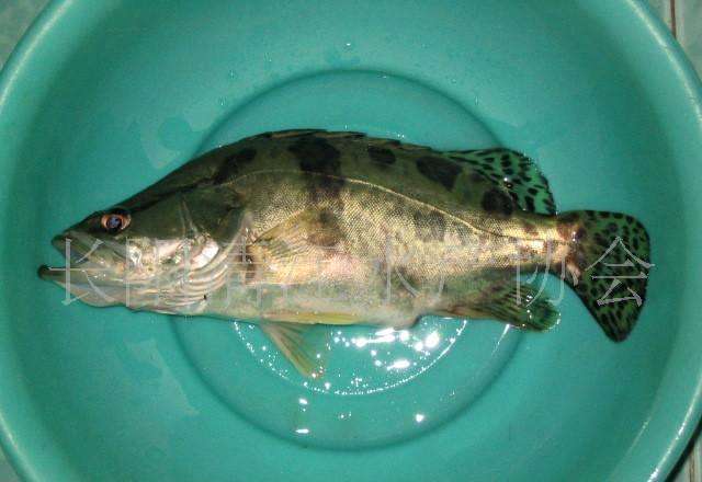 五岁宝宝吃锌硒宝好吗（宝宝吃锌硒宝多久是一个疗程）-硒宝网