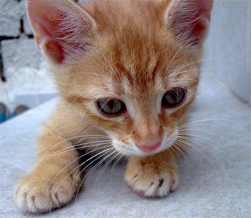 锌硒宝吃了能打疫苗吗（宝宝吃了锌硒宝片能打预防针吗）-硒宝网