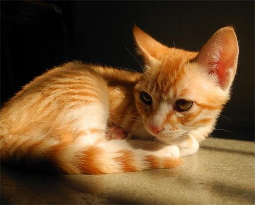 锌硒宝吃了能打疫苗吗（宝宝吃了锌硒宝片能打预防针吗）-硒宝网