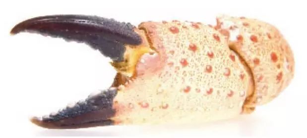 微量元素是什么意思（微量元素是指）-硒宝网