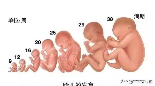 怀孕几个月可以补钙（怀孕补钙可以补到生吗）-硒宝网