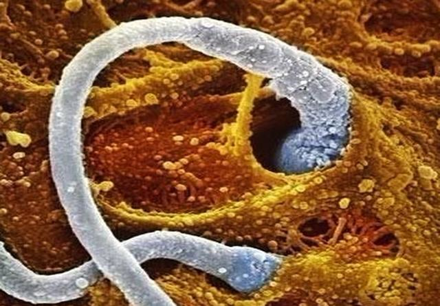 准爸爸锌硒宝是真是假(锌硒宝生儿子)-硒宝网