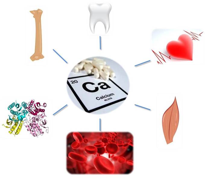 补钙用什么钙最好(补钙用的什么钙)-硒宝网