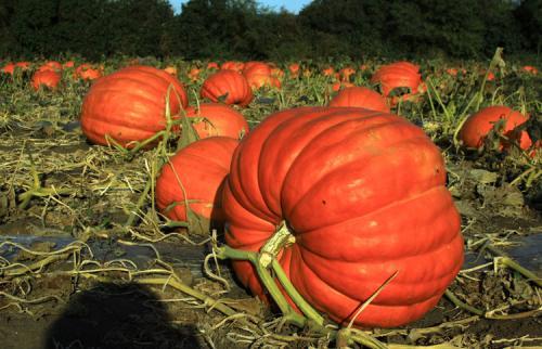 月经期间吃锌硒宝好吗（经期能不能吃锌片）-硒宝网