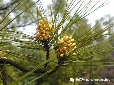 锌硒宝维生素e番茄红素（锌硒宝和番茄红素一起吃有用吗）-硒宝网