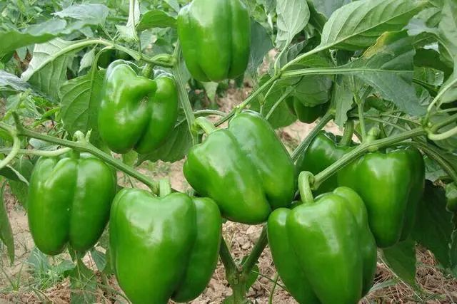 补硒对甲状腺结节有好处(甲状腺结节补硒有什好处)-硒宝网