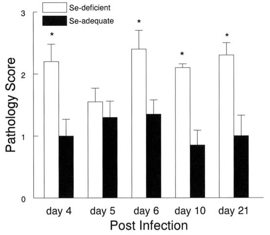小鼠实验中常见的补硒剂(小鼠中药实验)-硒宝网