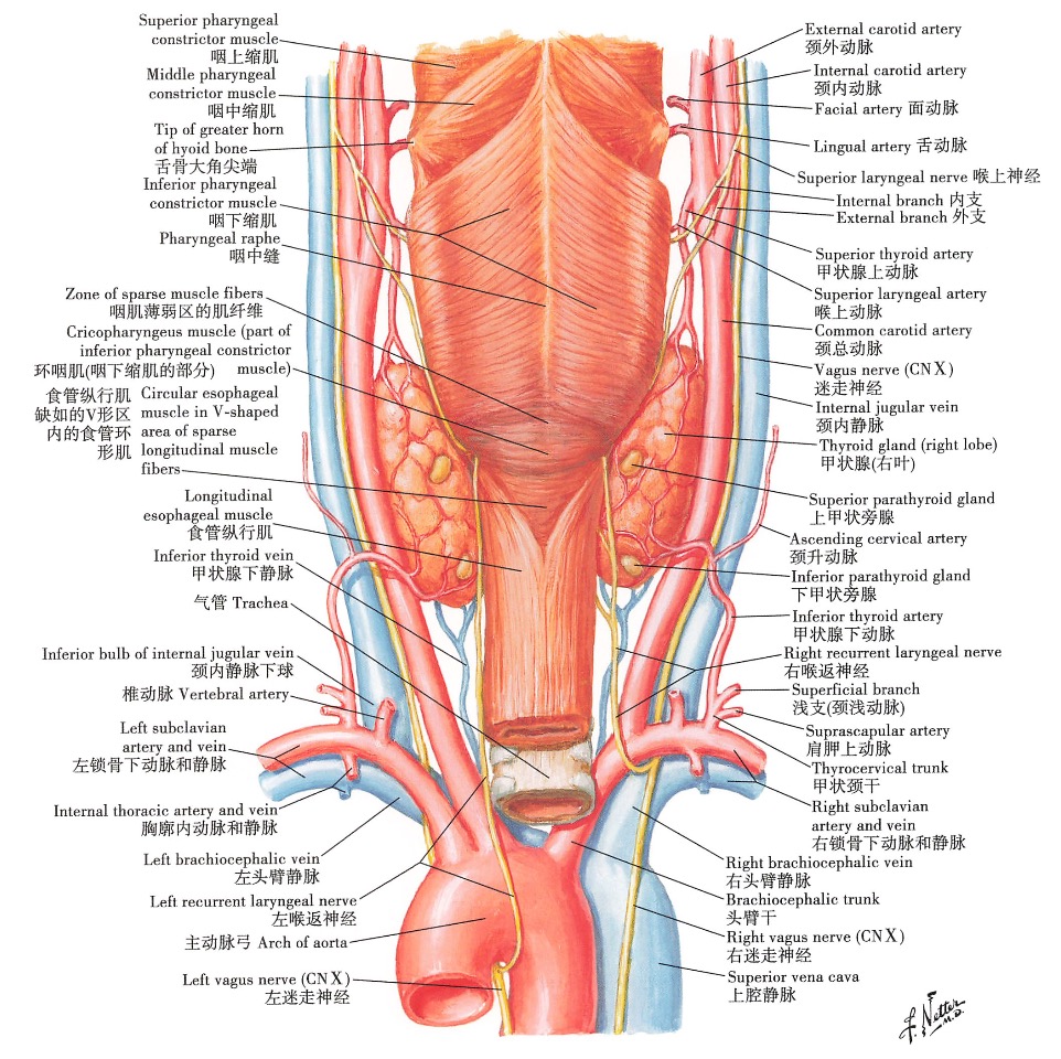 干燥综合征患者能补硒吗（干燥综合症可以补硒吗）-硒宝网