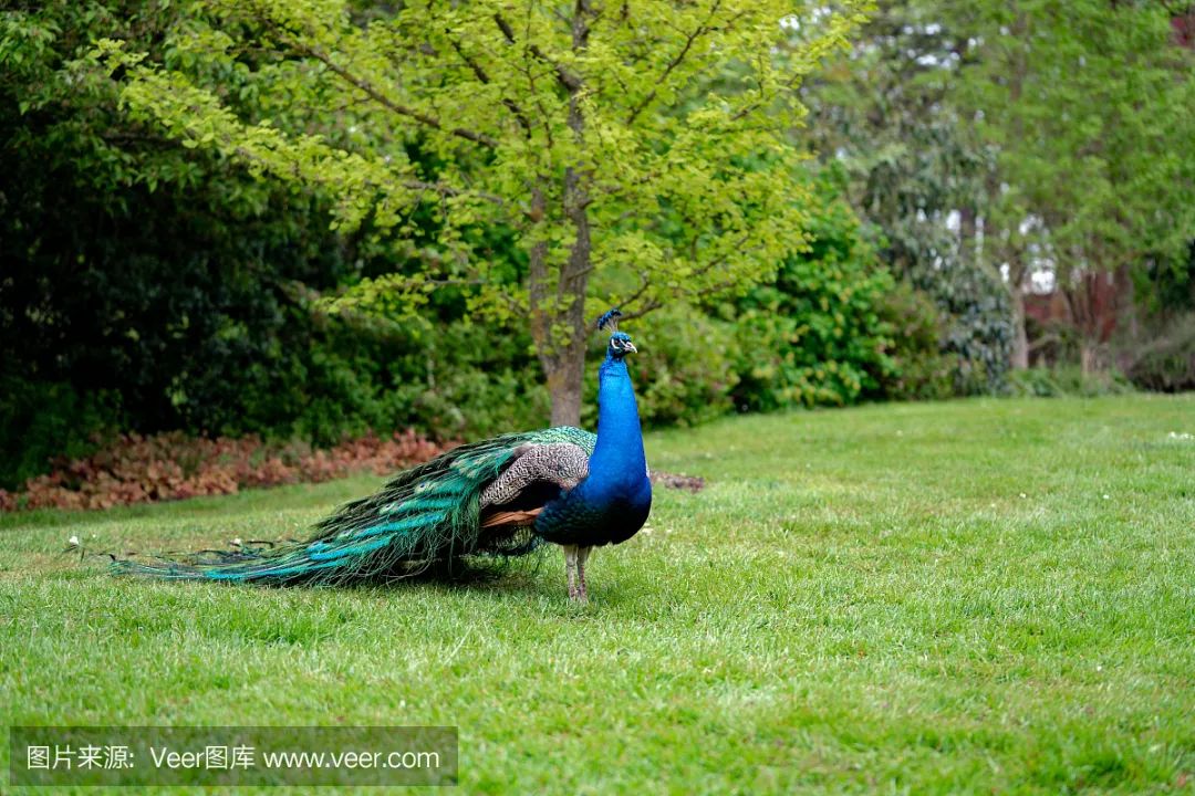 补硒志愿者的要求有哪些（志愿者补贴标准2021年）-硒宝网