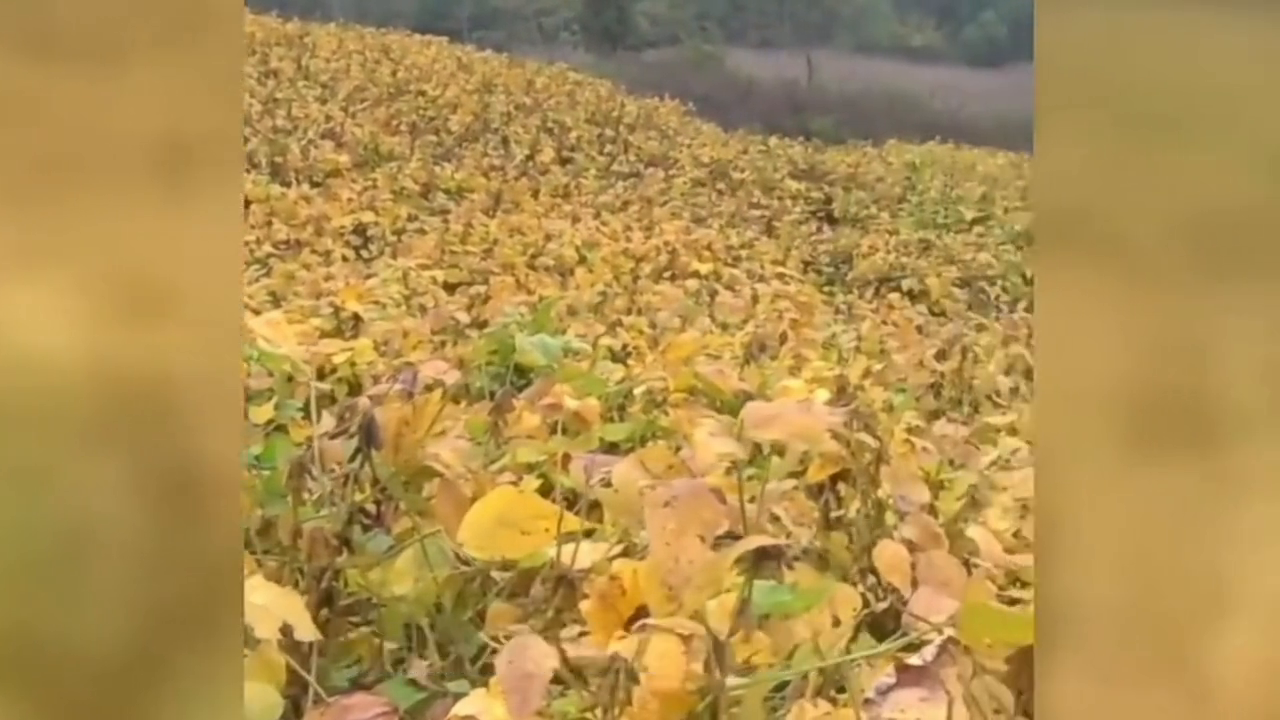 免疫力不够可以补硒吗吗(身体免疫力低可以吃硒片吗)-硒宝网