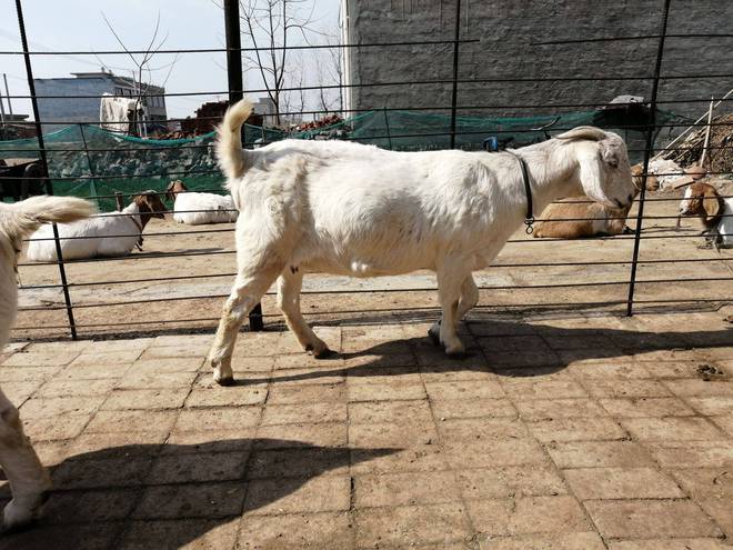 羊驱虫和补硒可以一起吗(羊外用驱虫药)-硒宝网