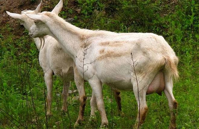 羊驱虫和补硒可以一起吗(羊外用驱虫药)-硒宝网