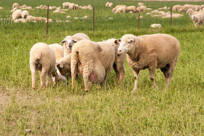 羊驱虫和补硒可以一起吗(羊外用驱虫药)-硒宝网
