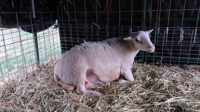 羊驱虫和补硒可以一起吗(羊外用驱虫药)-硒宝网