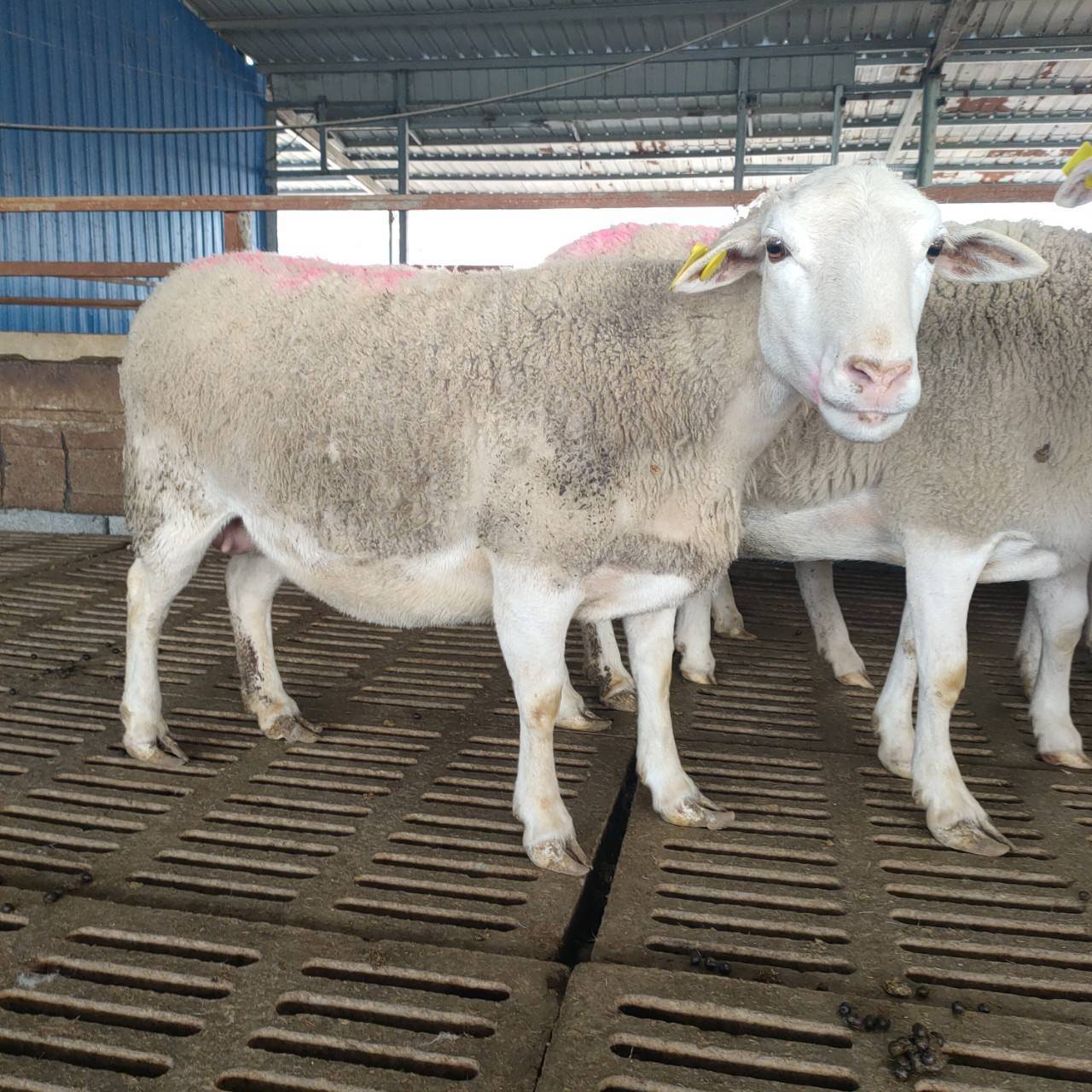 羊驱虫和补硒可以一起吗(羊打驱虫药可以打消炎的吗)-硒宝网