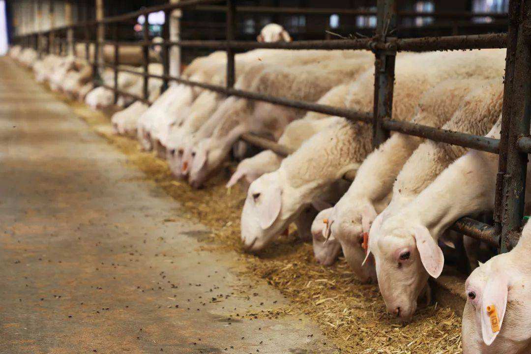 羊驱虫和补硒可以一起吗(羊打驱虫药可以打消炎的吗)-硒宝网