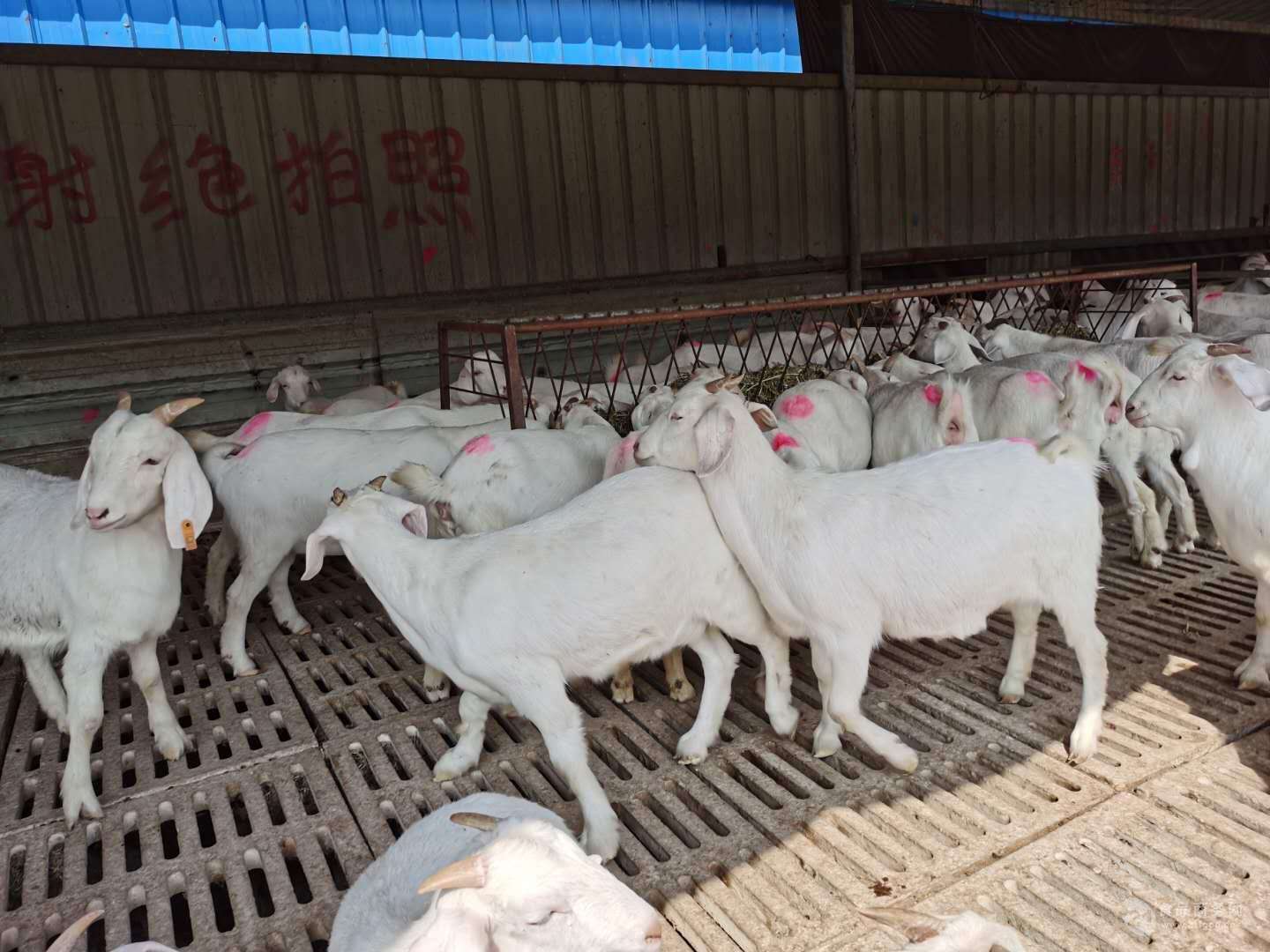 羊驱虫和补硒可以一起吗(羊打驱虫药可以打消炎的吗)-硒宝网