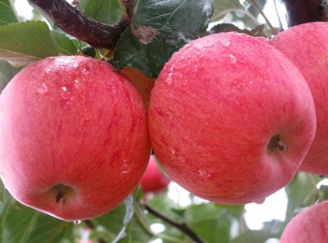 吃苹果可不可以补硒元素（补元素苹果吃硒可可以长期吃吗）-硒宝网