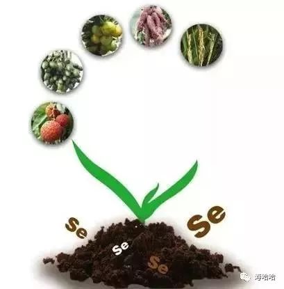 补硒用有机硒还是无机硒（硒无机补机用有什么好处）-硒宝网