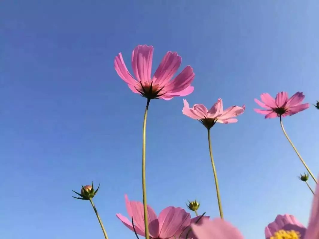 人体补硒吃哪种补硒药好(补硒药)-硒宝网