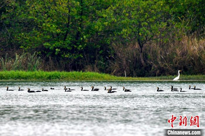 硒方28个国家立法补硒(国家补硒政策)-硒宝网