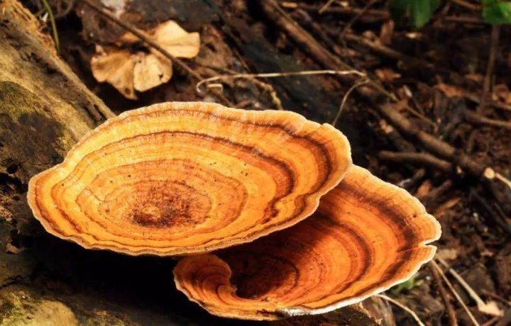 补硒源有机硒有什么好处(硒的作用和补硒误区)-硒宝网