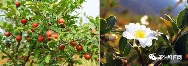 富硒茶都补硒吗怎么吃好(富硒茶补硒吗)-硒宝网