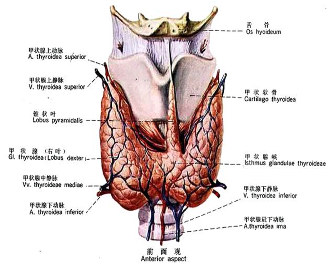 甲状腺患者补硒推荐什么(甲状腺补硒有什么好处)-硒宝网