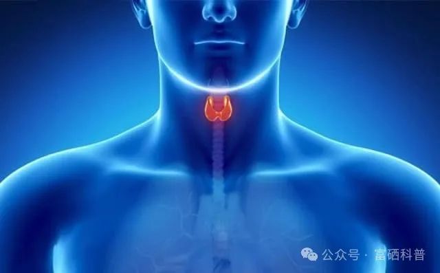 甲状腺患者补硒推荐什么(甲状腺补硒有什么好处)-硒宝网