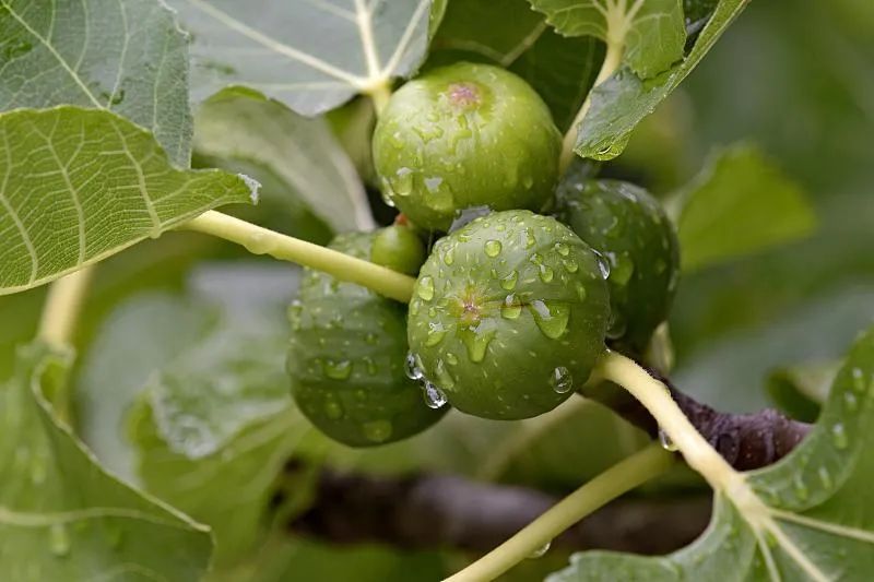 7天补硒补多少克合适呢（天邦牌补硒口服液）-硒宝网