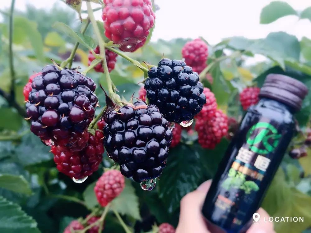 吃什么水果补硒最快最好(水果补吃好硒含量高吗)-硒宝网