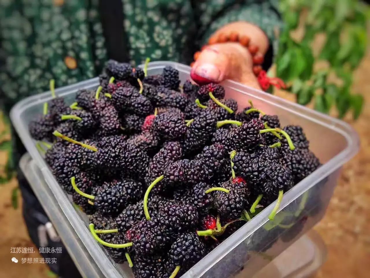 吃什么水果补硒最快最好(水果补吃好硒含量高吗)-硒宝网