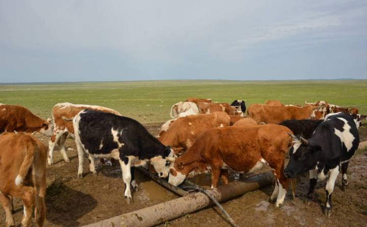 牛每天补多少硒元素最好(每天补充硒元素的功效)-硒宝网