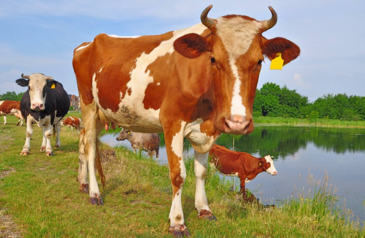 牛每天补多少硒元素最好(每天补充硒元素的功效)-硒宝网