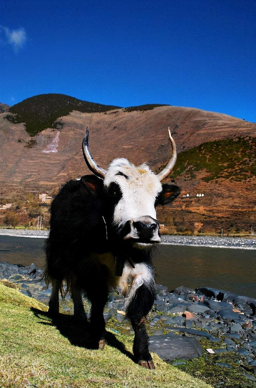 牛每天补多少硒元素最好(每天补充硒元素的功效)-硒宝网